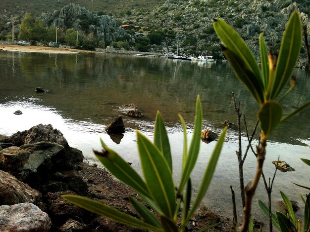 Foto reflexión de los árboles en el agua