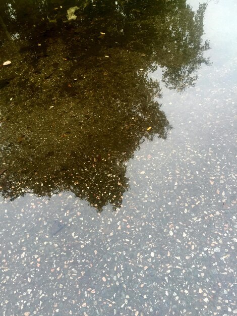 Foto reflexión de los árboles en el agua