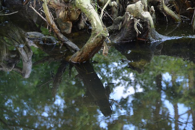 Foto reflexión de los árboles en el agua