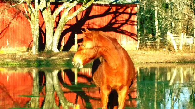 Foto reflexión de los árboles en el agua