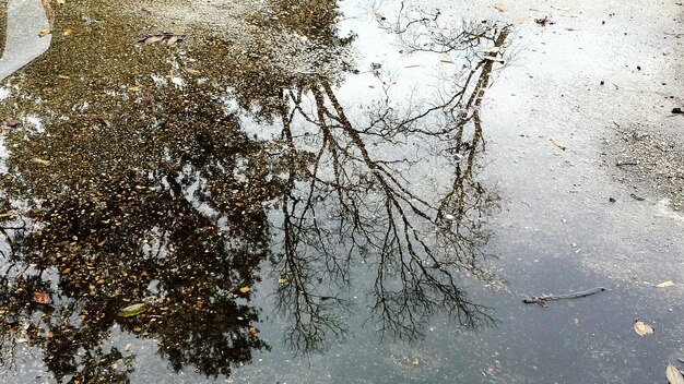 Foto reflexión de los árboles en el agua