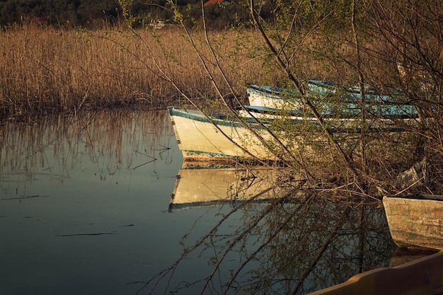 Reflexión de los árboles en el agua