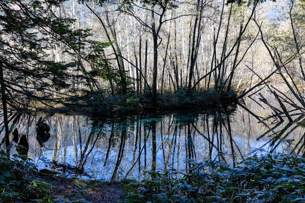 Foto reflexión de los árboles en el agua