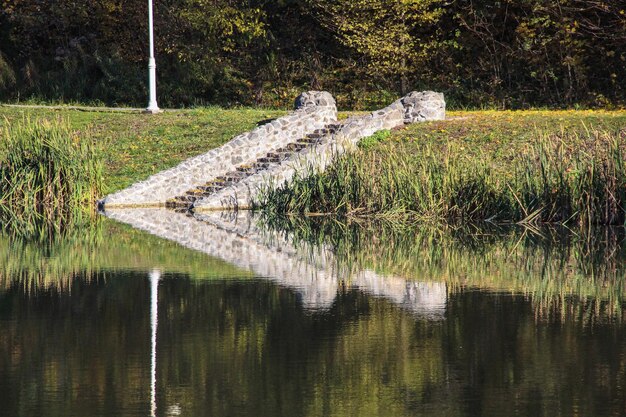 Foto reflexión de los árboles en el agua