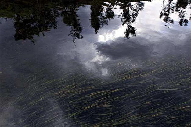 Foto reflexión de los árboles en el agua