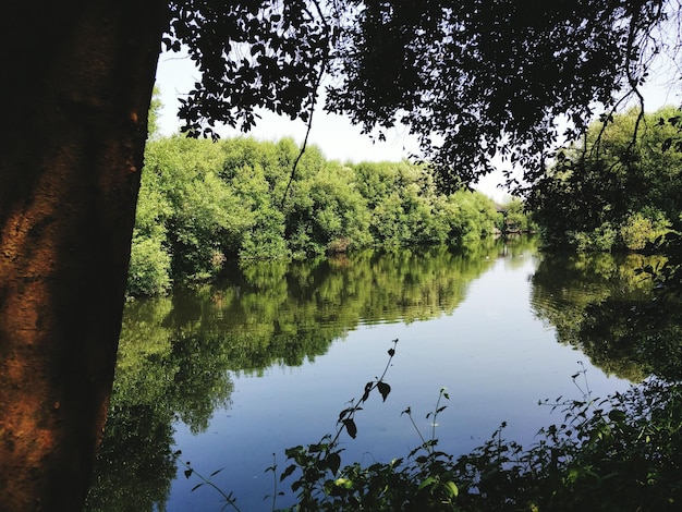 Foto reflexión de los árboles en el agua