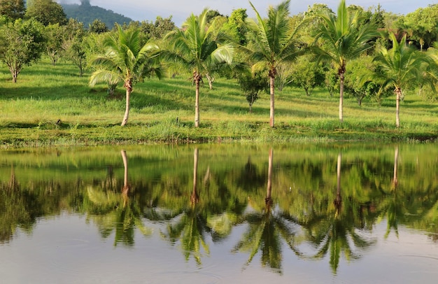 Reflexión de los árboles de coco en el estanque con cielo azul