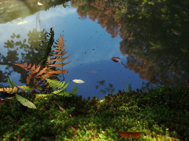 Foto reflexión de los árboles en el estanque