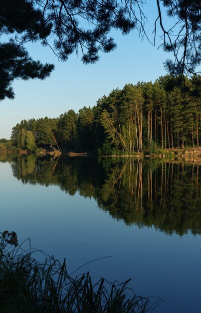 Reflexión de árboles forestales en la superficie del lago en Ucrania