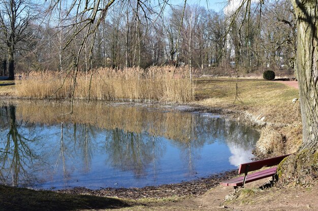 Reflexión de los árboles en el lago en el bosque