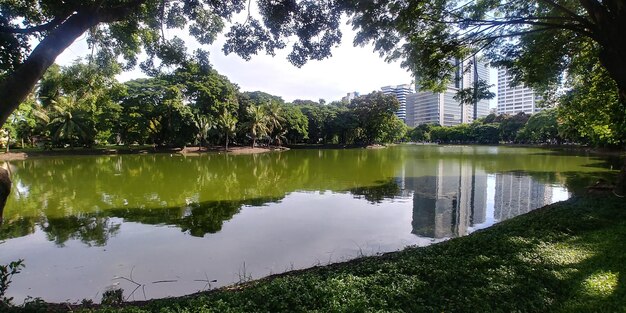 Foto reflexión de los árboles en el lago