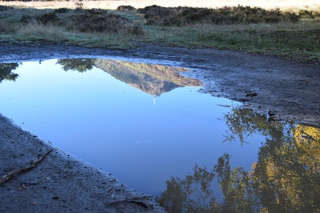 Reflexión de los árboles en el lago