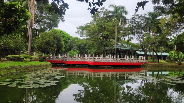 Reflexión de los árboles en el lago