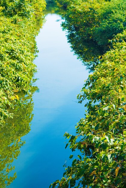 Reflexión de los árboles en el lago