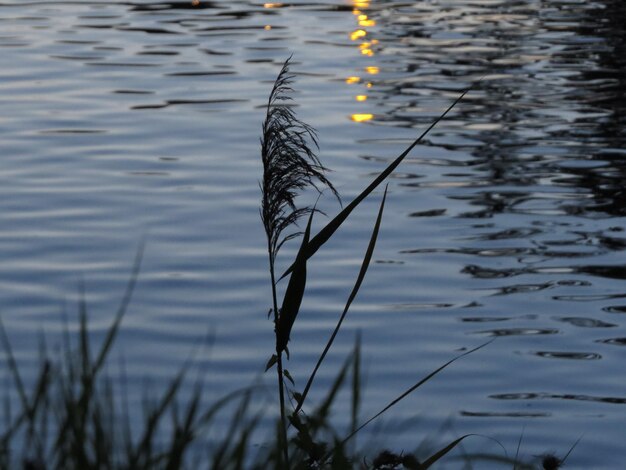 Foto reflexión de los árboles en el lago