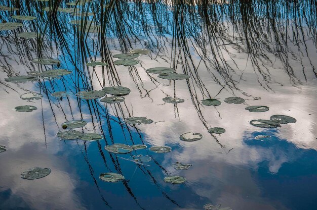 Foto reflexión de los árboles en el lago