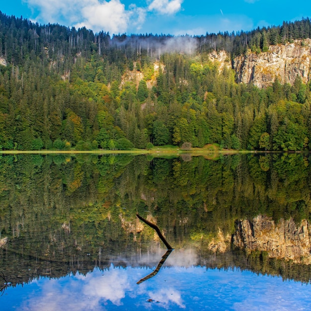 Foto reflexión de los árboles en el lago