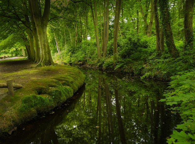 Foto reflexión de los árboles en el río