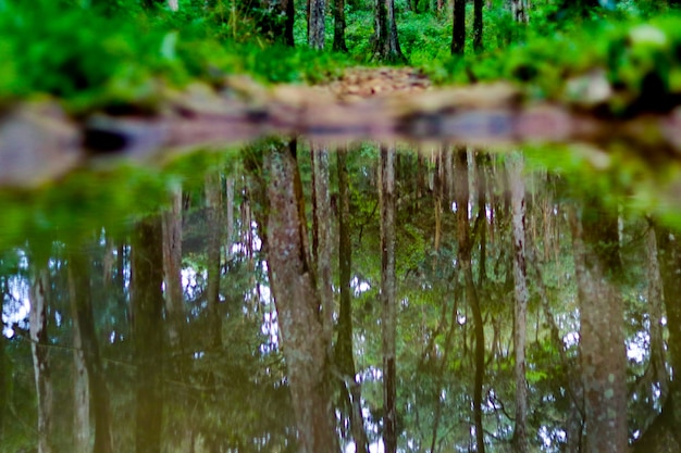 Reflexión del bosque en el estanque de agua en el espeso bosque