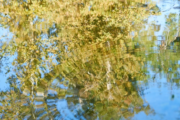 Reflexión del bosque en el lago