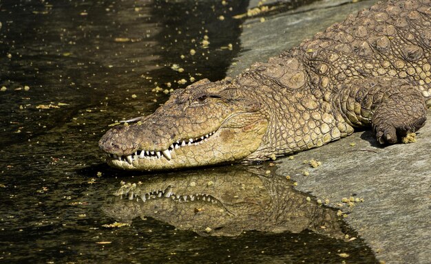 Reflexión de cocodrilo en la fotografía de la vida silvestre acuática