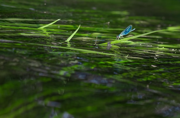 Reflexion der Libelle, die über Seewasser schwebt