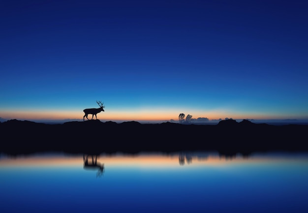 Reflexion der Silhouette des Hirsches im See gegen den klaren blauen Himmel in der Dämmerung