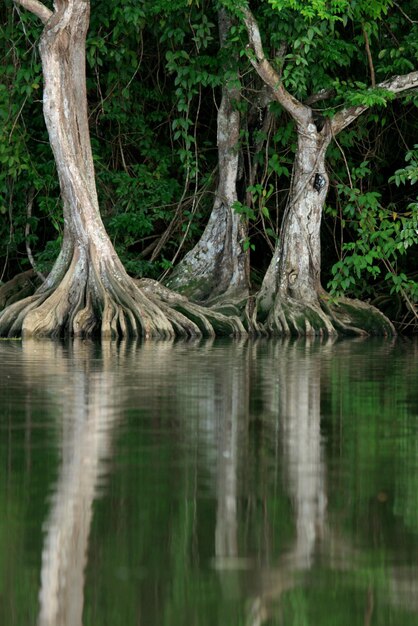 Foto reflexion des baumes im wasser