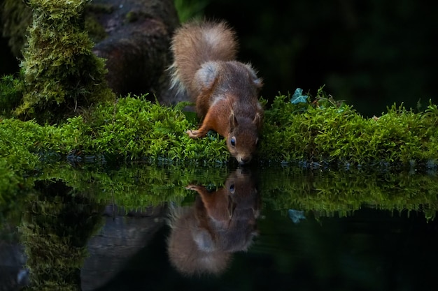 Reflexion des roten Eichhörnchens