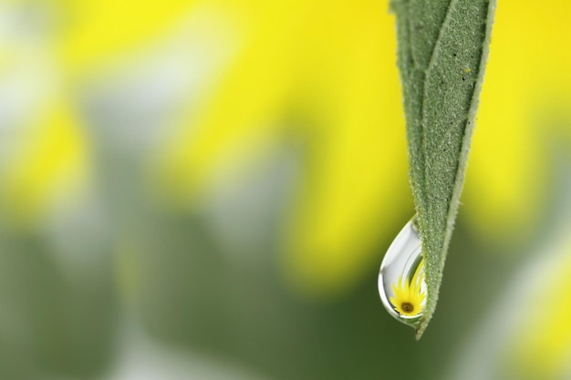 Reflexion einer Sonnenblume in einem Tropfen