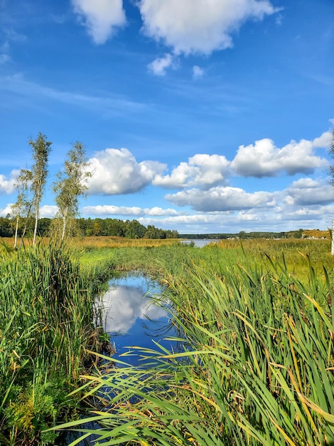 Reflexion eines bewölkten blauen Himmels in einer Pfütze eines Baches unter dem Gras ein klarer sonniger Sommertag