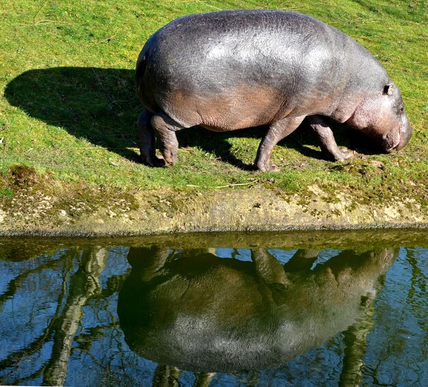 Foto reflexion eines nilpferdes im wasser