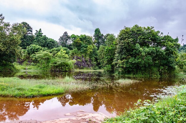 Reflexión en un estanque con agua de lluvia