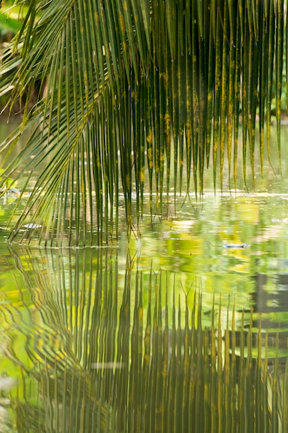 Reflexión de las hojas de palma en el lago