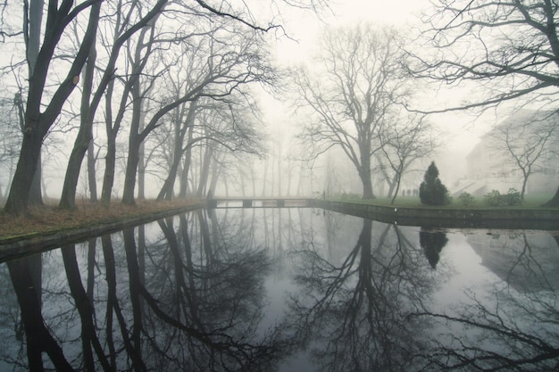 Reflexion nackter Bäume im Wasser