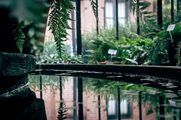 Reflexión de las plantas en el estanque