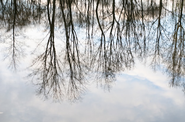 Reflexión tranquila de otoño de árboles desnudos de otoño reflejados al revés en la superficie de aguas tranquilas y oscuras