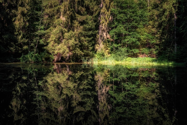 Reflexion von Bäumen auf der ruhigen Wasseroberfläche eines Sees im Wald