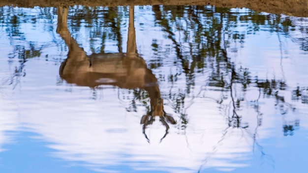 Foto reflexion von bäumen auf schneebedecktem land