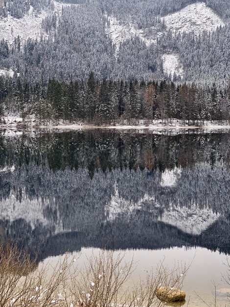 Foto reflexion von bäumen auf schneebedecktem land