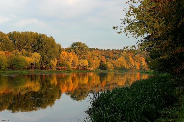 Reflexion von Bäumen im See bei Sonnenuntergang