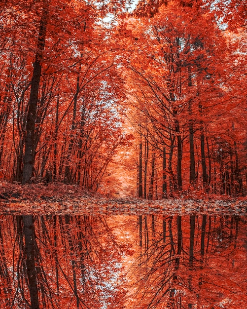 Foto reflexion von bäumen im see im herbst