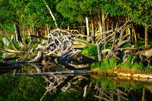 Foto reflexion von bäumen im see im wald