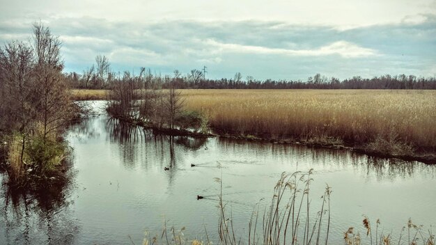 Foto reflexion von bäumen im see