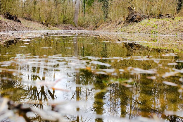 Reflexion von Bäumen im See