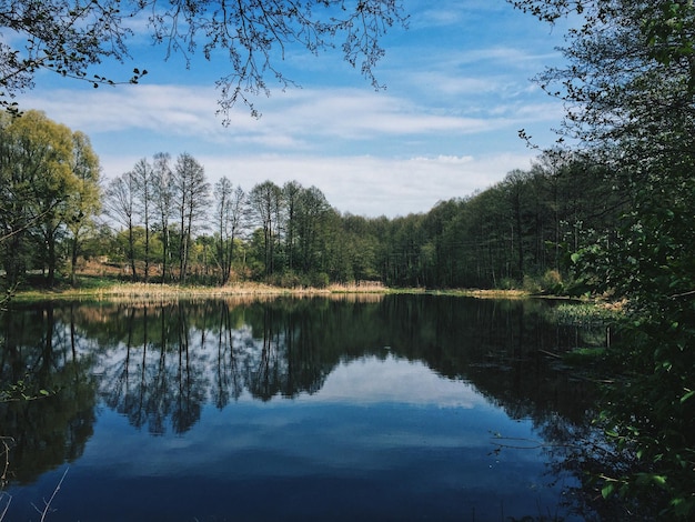 Reflexion von Bäumen im See