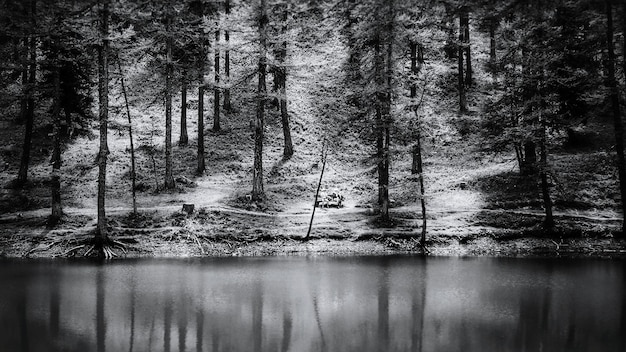 Foto reflexion von bäumen im see