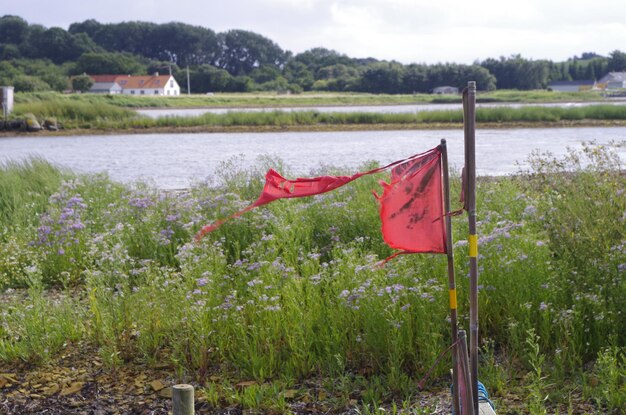 Foto reflexion von bäumen im see