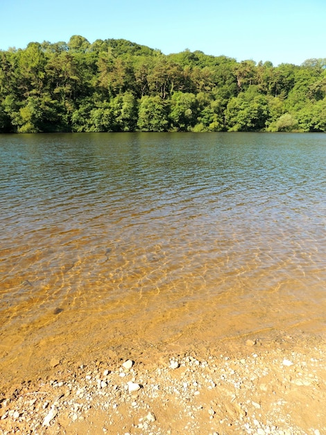 Reflexion von Bäumen im Wasser