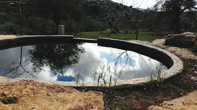 Foto reflexion von bäumen im wasser